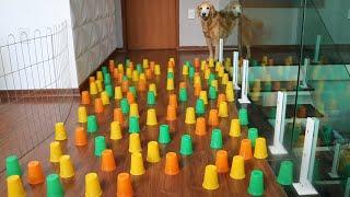 Dogs Tries the Cup Obstacle Course Challenge