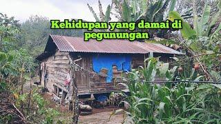 BERSELIMUT KABUT‼️SUASANA SORE HARI DI DESA PEGUNUNGAN DANAU TOBA