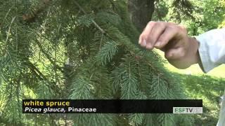 Trees with Don Leopold - white spruce