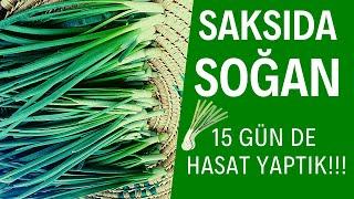 SADECE 15 GÜNDE SAKSIDA SOĞAN YETİŞTİRİP DEFALARCA HASAT YAPABİLİRSİNİZ