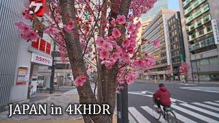 4K・ Nyanners’ walk - early sakura in morning Tokyo Shibuya to Meguro・4K HDR