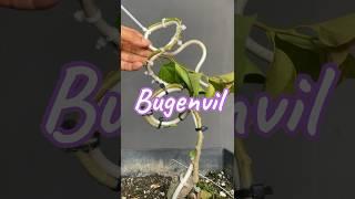 Making Bonsai Trees From Bugenvil