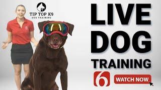 Tulsa Dog Training | Tip Top K9 News on 6 | "I have the best job in the world..."