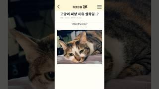 고양이 파양 이유 실화임..?
