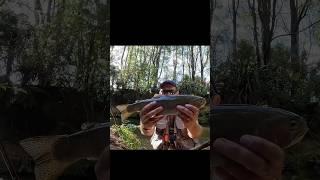 Fly fishing for trout #fishing #flyfishinglife