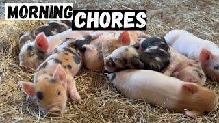 Morning chores and piglet updates!