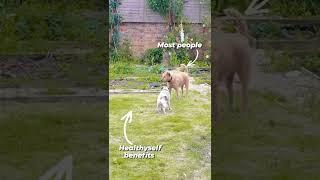 That one active dog VS the normals 