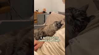 Why You Should Adopt a Cat Instead of Buying – Part 3 ️ #AdoptDontShop #catshorts #catbehavior