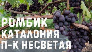 Виноград Каталония, Ромбик и Подарок Несветая в Беларуси (30.08.22)