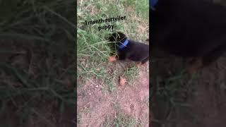 rottviler dog puppy 28days