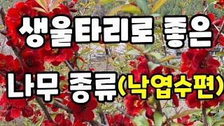 생울타리로 심으면 좋은 낙엽수 나무 종류(낙엽수편)