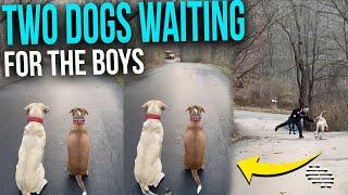 Two Dogs Waiting for the Boys to Come From School Patiently in the Street