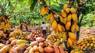 How to Cocoa Fruit Harvesting - Cocoa Bean Processing to Chocolate Factory | Farming Documentary