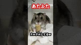 隅っこで飼い主に警戒するハムスター#ハム #animal #ハムスター #cute #ペット #pet #ハムスター #絹毛のハム