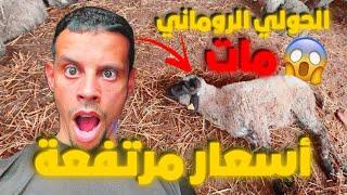 الحولي الإسباني؟زيادة في الأسعار الله يلطف بينا