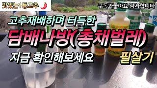고추재배하며 터득한 담배나방(총채벌레) 필살기!!! 지금 확인해보세요