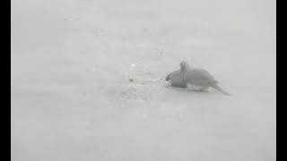 Behavior of American Mourning Dove before the ACT