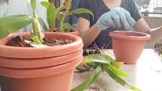 How to planting Orchids / how to grow orchids in a pot / how to care orchids