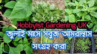 Hobbyist Gardening UK 2024 | Harvesting  Spiny Green Amaranthus in July | Passionate Gardener UK