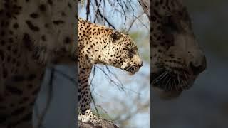  Biggest Cats Worldwide • Top 10 Feline Giants  | Curious Corner.