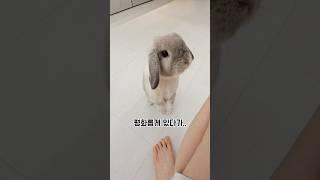 밤 12시에 기절할뻔한 토끼 집사(실화 공포)