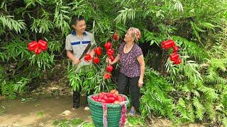 The orphan boy and his grandmother went into the forest to pick big chili peppers to sell.