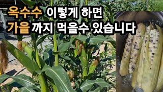 옥수수 이렇게 하면 가을까지 수확해서 먹을수 있습니다/ 옥수수 키우기/ 찰옥수수/ 주말농장/ 텃밭농사/ 텃밭