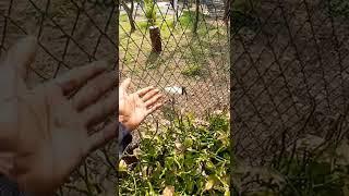 Big egret bird 2022 #shorts