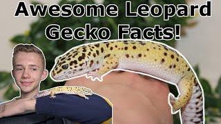 10 Awesome Facts About Leopard Geckos!