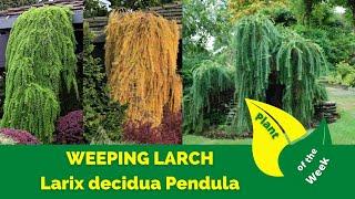 Weeping Larch | Larix decidua Pendula