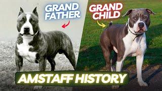 American Staffordshire Terrier History: How the AmStaff Separated From the “Pit Bull”