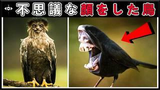 人生で一度も見たことのない鳥20羽、巨大ネズミをおやつのように食べたり、赤ん坊の泣き声を真似したり！１位は科学者でさえビックリした！