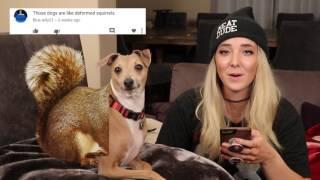 Reading Mean Comments About My Dogs