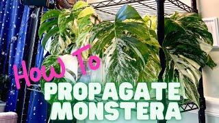 How to Successfully Root Variegated Monstera in Water