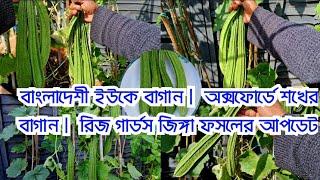 Bangladeshi UK gardening | Hobby garden in Oxford | Ridge Gourds Zinga harvest update 2024