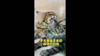咱就是说罗宾和新媳妇的适配度这么高，以后生个孩子还了得，总不会再生不出金的吧……#渴望猫粮#万物可爱计划#猫粮推荐