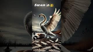 Goose vs. swan?#shorts #birds #birdsofprey #swan #goose #anime #trending #foryou #shortvideo #hybrid