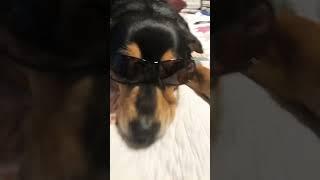 Reese gets popipo’d #funny #cute