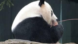 Mei Xiang with her fruitie noodle bowl