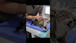 Other Cats Reaction To Injection