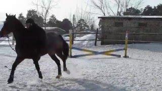 Падение с лошади