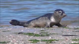 2017-07-17 Ostfrieslandtour