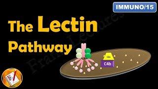 The Lectin Pathway  or The MBL Pathway -The Complement System (Part III) (FL-Immuno/15)