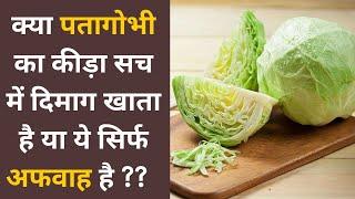 Cabbage tapeworm eats brain, truth or myth पत्ता गोभी में क्या सच में दिमाग खाने वाला कीड़ा होता है?