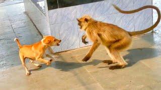 dog vs langoor. monkey vs dog .Dog vs monkey who will win.Dog vs monkey.