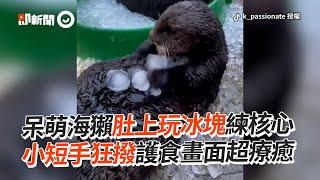 萌海獺「練核心」肚上玩冰塊！小短手狂撥超療癒｜海生動物｜護食