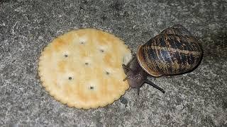 Garden Snail Eating Ritz Cracker Time Lapse