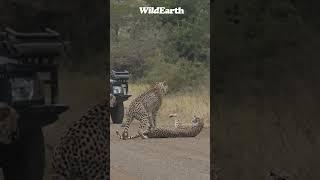 Watch this cheetah defend herself against her own kind.