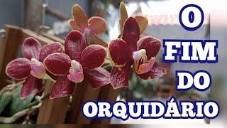 VEJAM O QUE O LEITE FEZ NA MINHA ORQUÍDEA ️