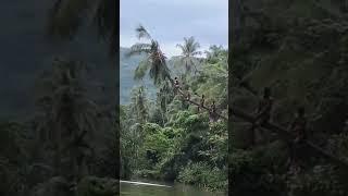 #viral coconut tree jump #short